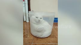Cat relaxes inside a plastic container