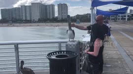 Petting a Pelican