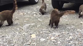 White-Nosed Coati