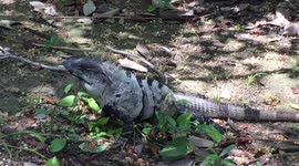 Iguana Eating Plants
