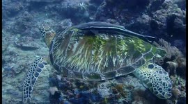 Swimming turtle and fish