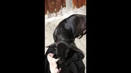 It is interesting that a black mother dog gives birth to a pure white puppy