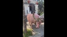 Buffalo has a strange pink skin that surprised passersby in Vietnam