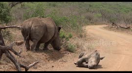 Cute baby rhino takes quick nap in the middle of the road, we waited!