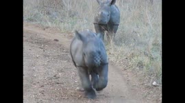 Rhino calves running and jumping around in Kruger Park.
