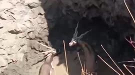 Forest officers use nets to lift out trapped pair of black deer from well in India