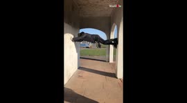 Man Gets Innovative with his Core Workout