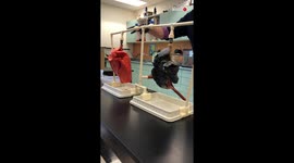US science teacher uses practical experiment to showcase impact of smoking on lungs
