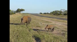 Playful Rhino calf running around its mother at the airport.
