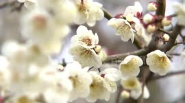 Tourists enjoy beautiful blooming plum blossoms in eastern China