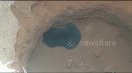Wild bear rescued after falling in 20-foot-deep ditch in eastern India