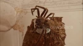 Close-up footage shows huge huntsman spider carefully weave egg sac