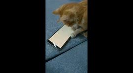 Funny cat pounce on mouse running in phone