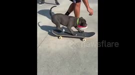 US: Pit Bull Dog Shows Off Impressive Skateboarding Skills