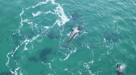 Incredible drone footage showed killer whales doing barrel rolls as they played in the sea