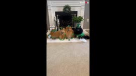 Cute Pomeranians Gear Up for St. Patrick's Day