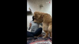 TikTok's 'call your dog challenge' leaves golden retriever extremely confused