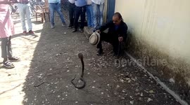 Snake expert rescues deadly cobra from school building in India