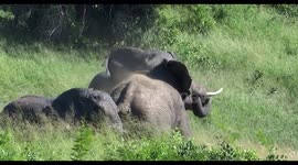 Elephants fighting and trumpeting before they charge towards safari vehicle