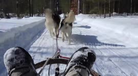 Alaskan Malamute Puppy Fish'N Chips rides in the Basket of a Dog Sled For The First Time