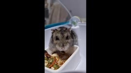 Hamsters approaching while eating.
