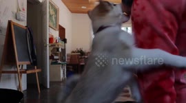 New Puppy Fish and Alaskan Malamute Sojou up to tricks