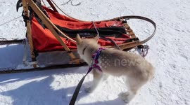 Alaskan Malamute Puppy Fish Sled Dog Training Initiation