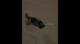 Jupiter the puppy loves the Colorado snow storm