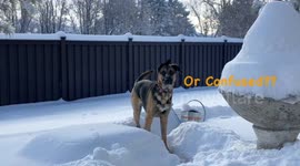 Colorado resident makes snow maze for pet cat and dog