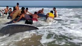 Fishermen and locals team up to rescue beached whale shark in eastern India
