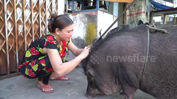 Family raises 200kg boar as pet in Vietnam