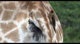 Giraffe crosses road while Red-billed ox-pecker pecks tick off around the anus