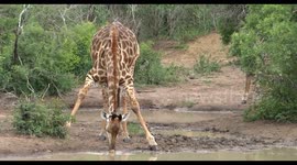 Giraffe drinking while Rhino howls in the back ground