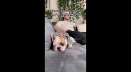 'Call Your Dog Challenge: Bulldog's Adorable Reaction'