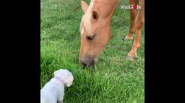 Cute Dog Gives Horse Tough Competition in Eating Grass
