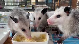 Watch as these adorable baby possums eat mashed bananas while being nursed back to health