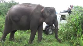 Female elephant grazes in proximity to onlookers in Sri Lanka