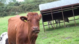 Funny cows talking about the over use of plastic bags while shopping in a local store.