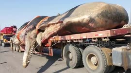 Giant whale carcass removed from sea off northern China's coast