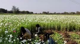 Police uncover illegal opium farm concealed among other crops in central India