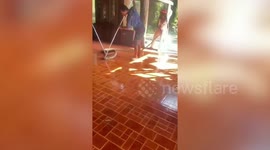 20-feet-long king cobra caught in family’s home in Thailand