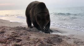 Happy domesticated brown bear loves Black Sea beach