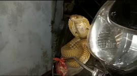 Female snake rescuer catches deadly cobra hiding in scooter in eastern India