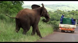 Herd of Elephants crossing the road in front of us displaying as they go
