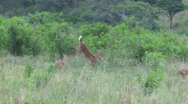 Impala Pronking and playing around on a fresh spring day