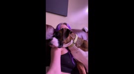 Boxer dog just wants cuddles from human owner