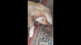 Hilarious moment when dog covers ears because of bird singing