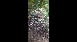 young peregrine falcon having fresh kill