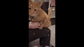 Cat ear cleaning