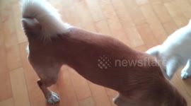 강아지 남매의 수건돌리기